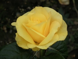 GOLDEN WEDDING (floribunda)